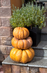 Ripe pumpkins on  wooden background. Harvesting vegetables. Beautiful autumn still life.