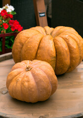 Ripe pumpkins on  wooden background. Harvesting vegetables. Beautiful autumn still life.