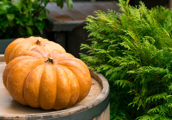 Ripe pumpkins on  wooden background. Harvesting vegetables. Beautiful autumn still life.