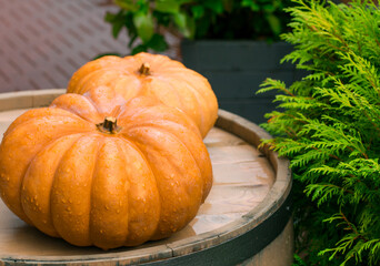 Ripe pumpkins on wooden background. Harvesting vegetables. Beautiful autumn still life.	
