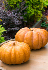 Ripe pumpkins on  wooden background. Harvesting vegetables. Beautiful autumn still life.