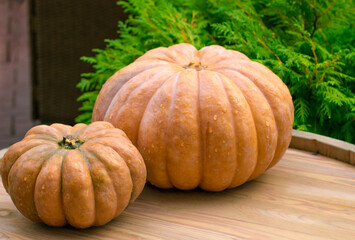 Ripe pumpkins on  wooden background. Harvesting vegetables. Beautiful autumn still life.