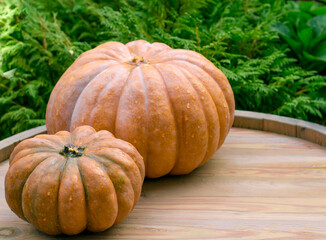 Ripe pumpkins on  wooden background. Harvesting vegetables. Beautiful autumn still life.