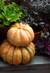 Ripe pumpkins on  wooden background. Harvesting vegetables. Beautiful autumn still life.