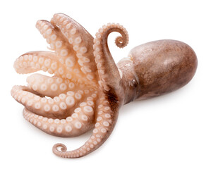 Fresh Octopus Squid isolated on white background, Fresh Octopus on white background with work path.