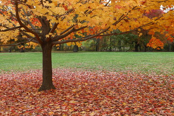 A carpet of fallen autumn leaves under a tree with green grass.