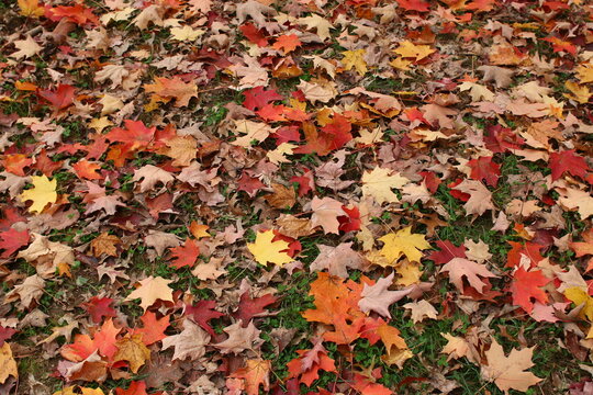 Photo of  a carpet of autumn maple leaves on the ground.