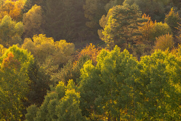 autumn forest in the mountains