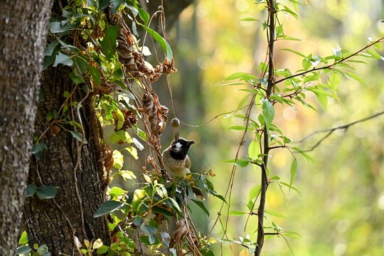 Lovely view of a bright forest with a cute Himalayan bulbul on leafy vines on a blurred background