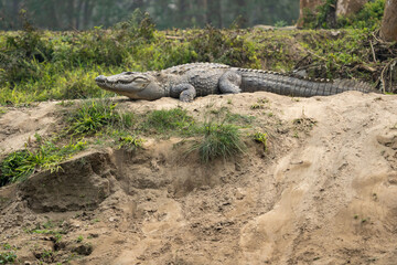 Muggar Crocodile on Riverbank
