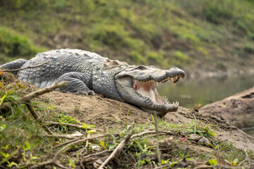 Muggar Crocodile with Open Mouth