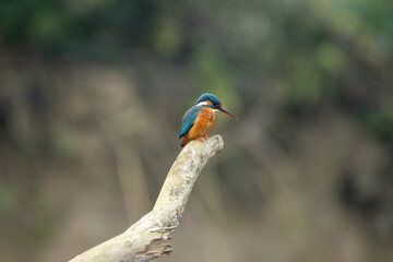 Perching Common Kingfisher