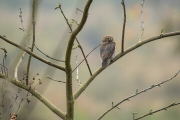 Perching Jungle Owlet