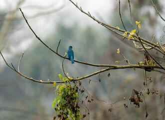 Perching Verditer Flycatcher