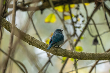Perching Verditer Flycatcher