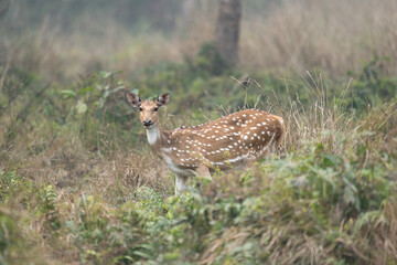Spotted Deer in Jungle Grass