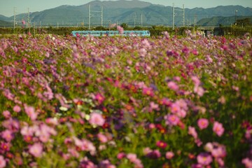 豊郷町のコスモス畑の横を通過する近江鉄道100形