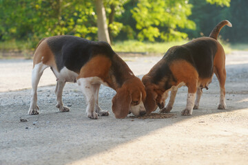 Beagle dogs are eating dog's food on the empty road.