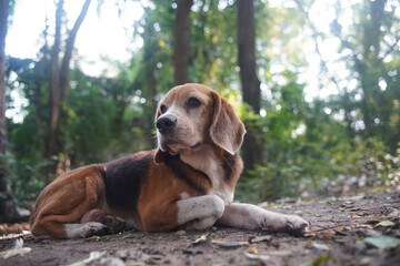 An old beagle dog laying down on the ground under the tree.