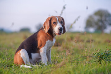 Portrait of an adorable beagle dog while sitting on the green grass.