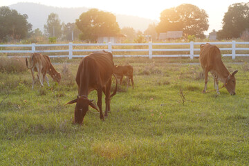 Thai cows are eating green grass in the grass field of farm in Thailand.