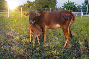 A dark brown Thai cow mom feed her baby while they are standing on  the meadow .
