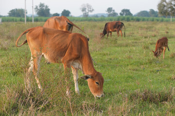 Thai cows are eating green grass in the medow  iin Thailand.