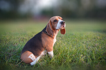 Portrait of a Beagle dog sit on the grass field under the warm beautiful bokeh background.