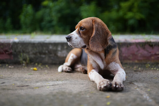 A cute beagle dog laying down on the empty road and look at something.