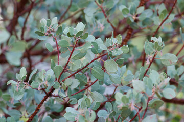 Green simple alternate distally mucronulate proximally broad-rounded uncurved entire trichomatic elliptic leaves of Arctostaphylos Parryana, Ericaceae, native in the San Emigdio Mountains, Autumn.