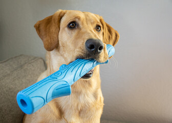 Labrador Retriever dog sitting with a blue rubber bone in mouth, selective focus.