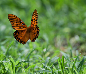butterfly on a green grass