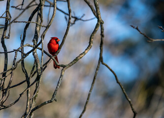 red cardinal on a branch