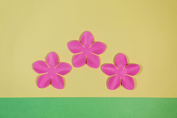 Rosa y flores rosadas , en fondo verde limon y amarillo, concepto de tarjetas y fondos primaverales.