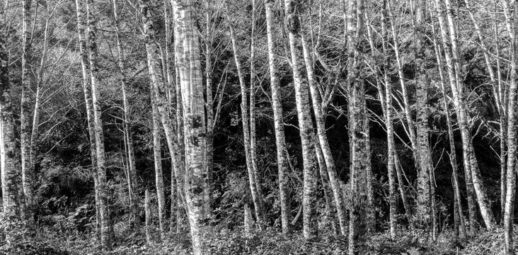 black and white of birch tree forest