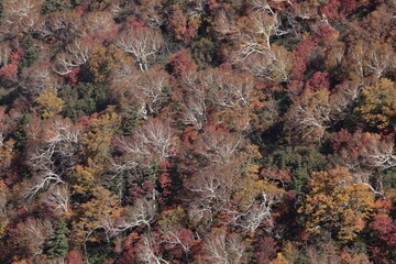 forest in autumn