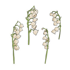 Lily of the valley, field flowers, vector drawing wild plants at white background, flowering meadow , hand drawn botanical illustration