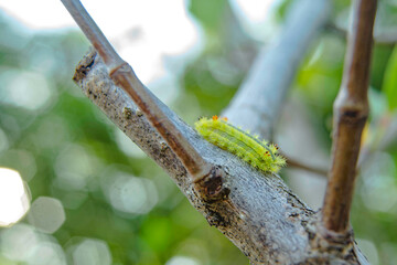 The caterpillars are crawling up the trees to eat the young leaves from the trees.