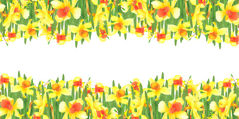 Seamless frame with spring flowers daffodils, Forsythia isolated on white. Watercolor Illustration for template, poster