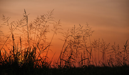 The grass with the orange sky of sunset