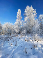 Trees and bushes are covered with snow, snowdrifts on a sunny frosty day. Winter forest landscape. 