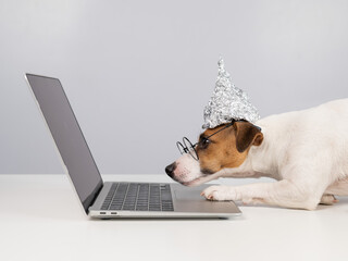 Jack Russell Terrier dog in a tinfoil hat and glasses works at a laptop. 