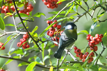 japanese tit on a branch