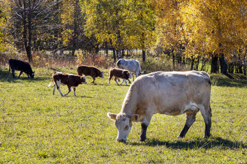 cows on pasturage, ecological farm, Jeseniky mountains, Czech republic - obrazy, fototapety, plakaty