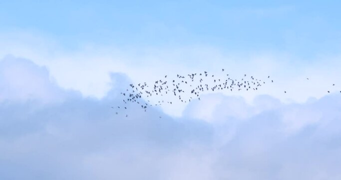 Flock of Lapwing birds flying together blue sky