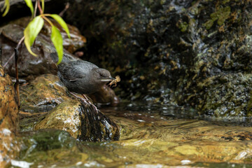 American Dipper in It's Environment With Food