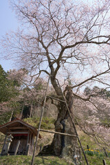 The 800-year-old Iwai-une cherry tree is in full bloom.
