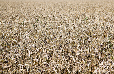 Wheat field in good weather