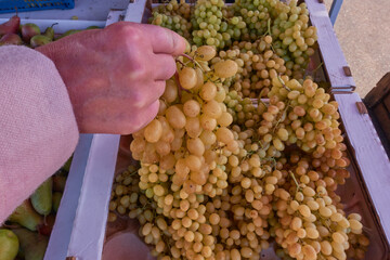 A woman chooses grapes. An elderly woman takes out of the box and holds in her hand a bunch of ripe green grapes. Selective focus.