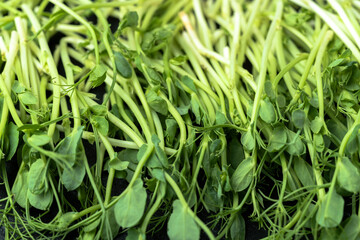 Fresh sprouts of microgreen peas, on a black, textured background. Healthy and wholesome food.